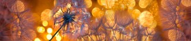 Кухонный фартук Мерцание Одуванчики золотистые 3 серебро в Томмоте - tommot.katalogmebeli.com | фото